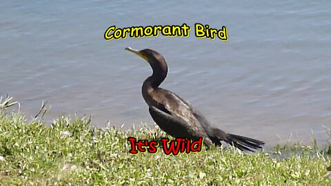 Cormorant Bird On Shore