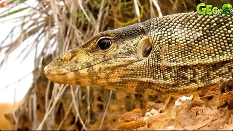 🐉Epic Wildlife Showdowns: Komodo Dragon's Against Python, Jaguar, Crocodile, Buffalo!🐍