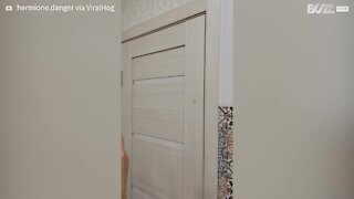 Cat is caught by owners climbing door