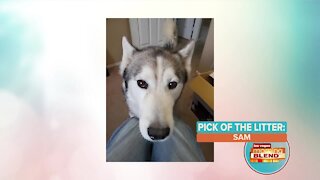 Pick of the Litter: Meet Sam!