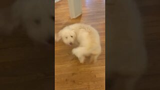 4 Month Old Puppy Chasing His Tail