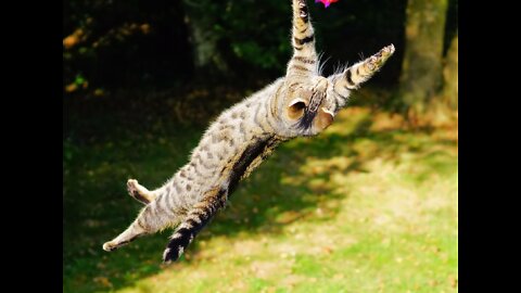 Cat chasing dragonfly in the garden