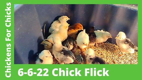 Chick Flick June 6, 2022 Silkie, Cochin, & Polish Chicks Growing