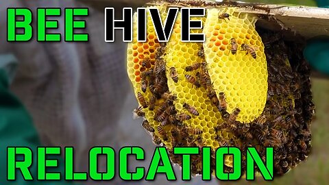 Beehive Rescue Mission: Relocating Struggling Colonies for Thriving Beekeeping