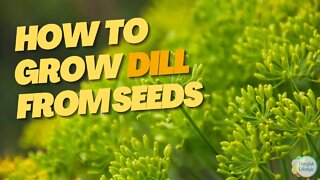 How to Grow DILL Seeds: The Quick & Easy Guide