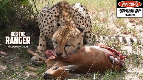 Cheetah With A Steenbok Meal | Lalashe Maasai Mara Safari
