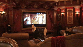 Funny Cat and Great Dane Enjoy at Drink in the Theater