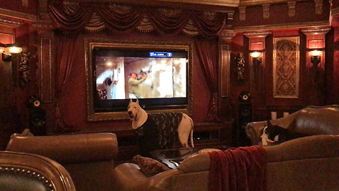 Funny Cat and Great Dane Enjoy at Drink in the Theater