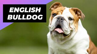 English Bulldog 🐶 One Of The Laziest Dog Breeds In The World #shorts