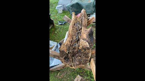 Bee colony in an oak limb exposed.