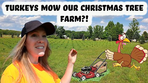 28 hrs PER WEEK Spent Mowing Grass and Trimming Around Our Christmas Trees?