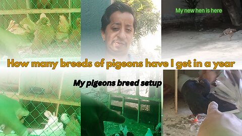 How many breeds of pigeons have I get in a year || my pigeon breeding setup || fancy pigeon breed