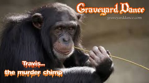 Travis - the murder chimp