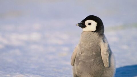 Penguins in 4K / Antartica