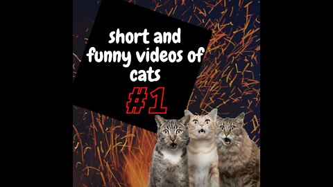 Os Vídeos Mais Engraçados de Gatos da Internet [shorts] #01