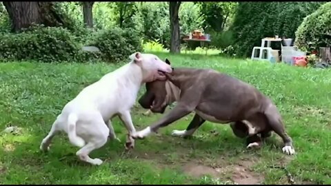 Pitbull vs Bull Terrier - Bull Terrier vs Pitbull