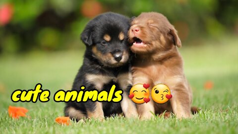 Cute Animals 😘😘🥰