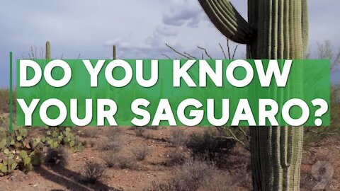 Do you know your saguaro? 5 quick facts about the desert plant