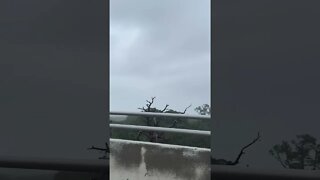 Hurricane Nicole impact driving over the intracoastal bridge.