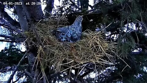 Ellie Takes Her Break 🥚🥚🥚 04/01/23 20:10