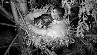 Albert Brings Prey to The Nest 🦉 03/17/23 20:47