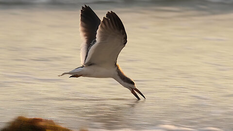 Fledge Practicing Skimming Along the Shoreline