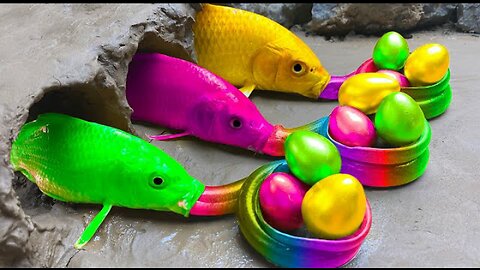 The Goldfish Formation Colorful Fish Rainbow Eel | Stop Motion Animation Rainbow Mahi Mahi Fish