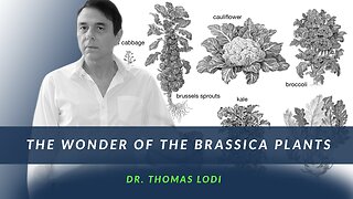 The Wonder of the Brassica Plants