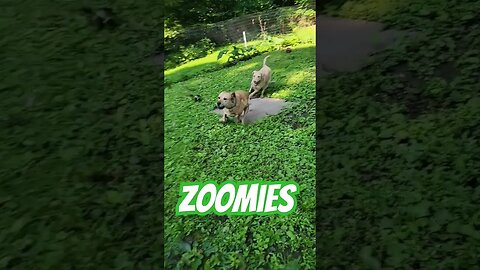 #zoomies #lifewithdogs