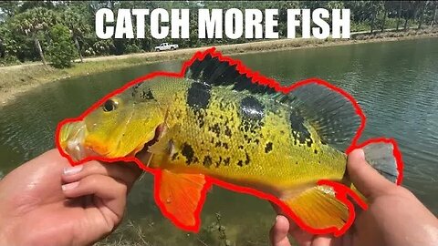 3 Reasons why you aren’t catching Peacock bass! | How to catch Peacock Bass!