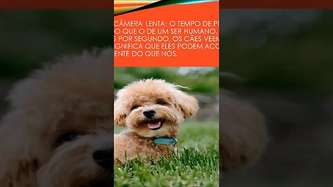 fatos sobre seu cão 2