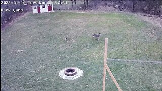 Strange deer behavior