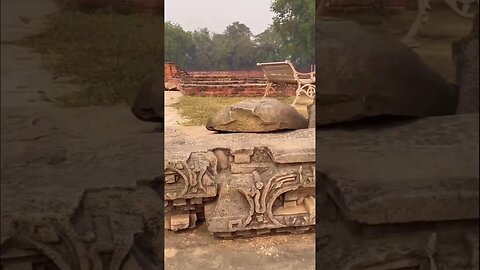 Sarnath budh stupa | Varanasi | Uttar Pradesh #viral #travel #trending #youtubeshorts