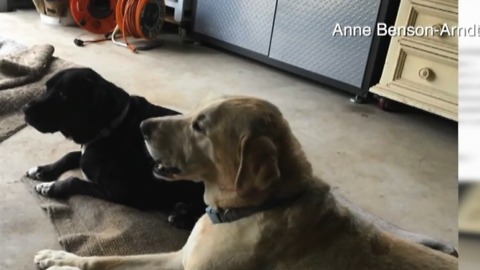 Rattlesnake bites two dogs in The Acreage