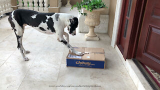 Clever digging Great Dane has fun opening box of dog food