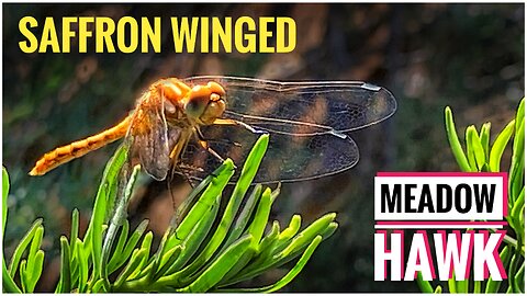 Saffron Winged Meadow Hawk-Dragonfly