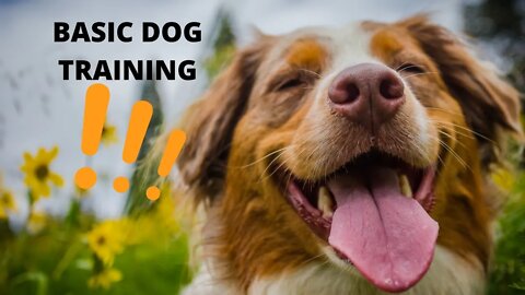 🐕 Basic Dog Training – TOP 10 Essential Commands Every Dog Should Know!