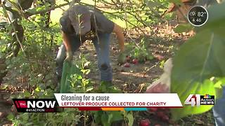 Leftover produce gleaned, collected for charity