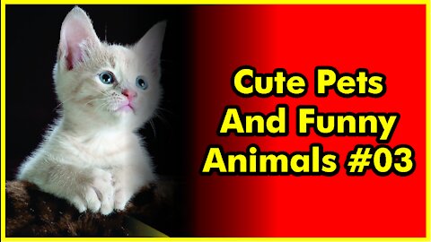 Cute Pets And Funny Animals Compilation #03 | 2021