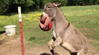 Delighted donkey plays with new toy