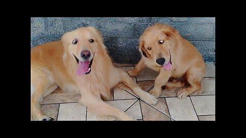 Funny DOGS and CATS videos 2024 Best Funniest Animal Videos