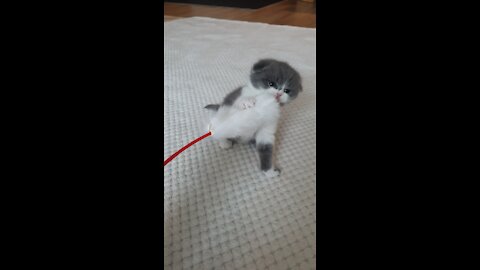 Playing with a cute kitten.(scottishfold)