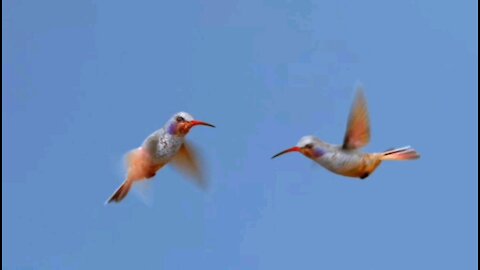 Cutest Hummingbirds Flying Together