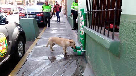 Police In Peru Sets Up Food And Water Dispensers For Abandoned Dogs