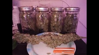 Seedsman Northern Lights Auto Partial Harvest Top Cola and Branches