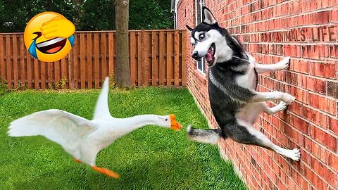 Funny Different Animals Chasing and Scaring People 2019