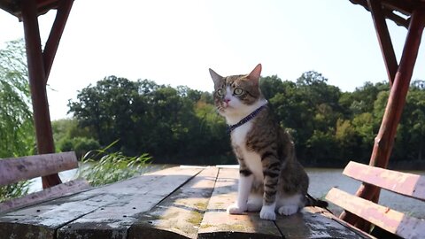 Cat Found a Wooden Bench