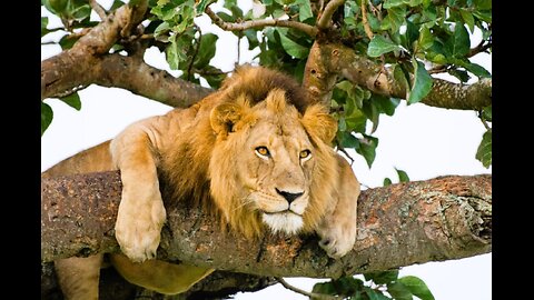 Guess before you Watch 8 countries where LIONs climb trees