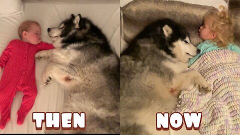1 Year of Love! This Dog ( Alaskan Malamute ) Never Leaves Her Side (Cutest Ever!!)