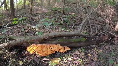 Hunting and Cooking Chicken of the Woods Mushrooms
